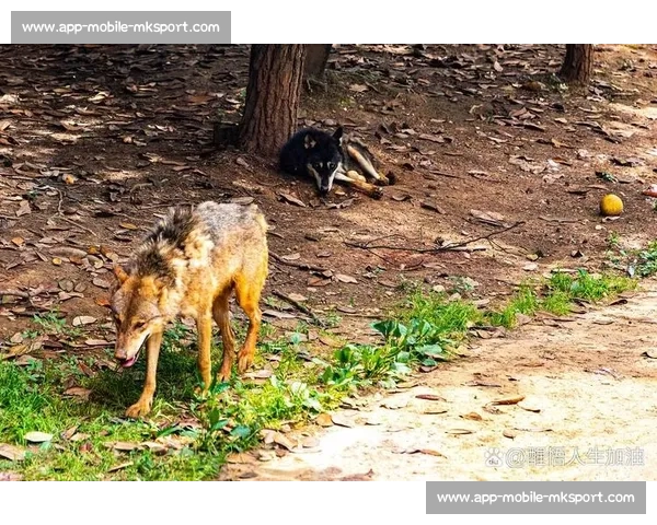群狼逆袭多伦多:VCT CN 赛区的崛起之路